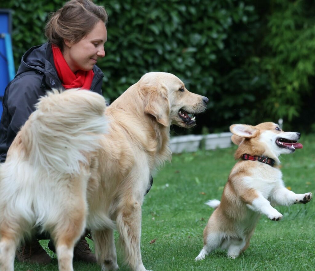 margot goulut avec un golden retriever et un welsh corgi souriant et joueur