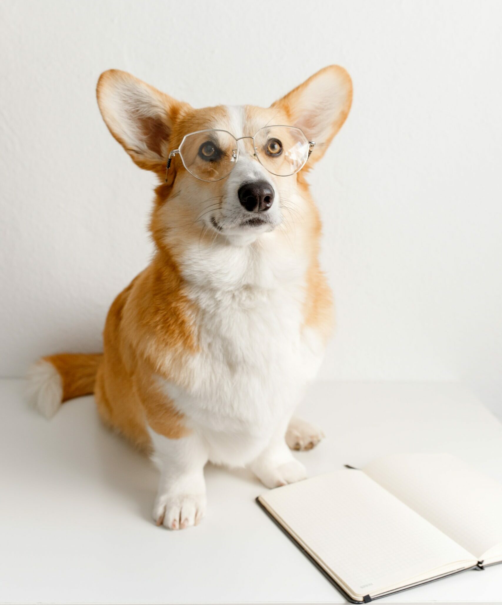 welsh corgi assis et attentif avec des lunettes et un livre ouvert