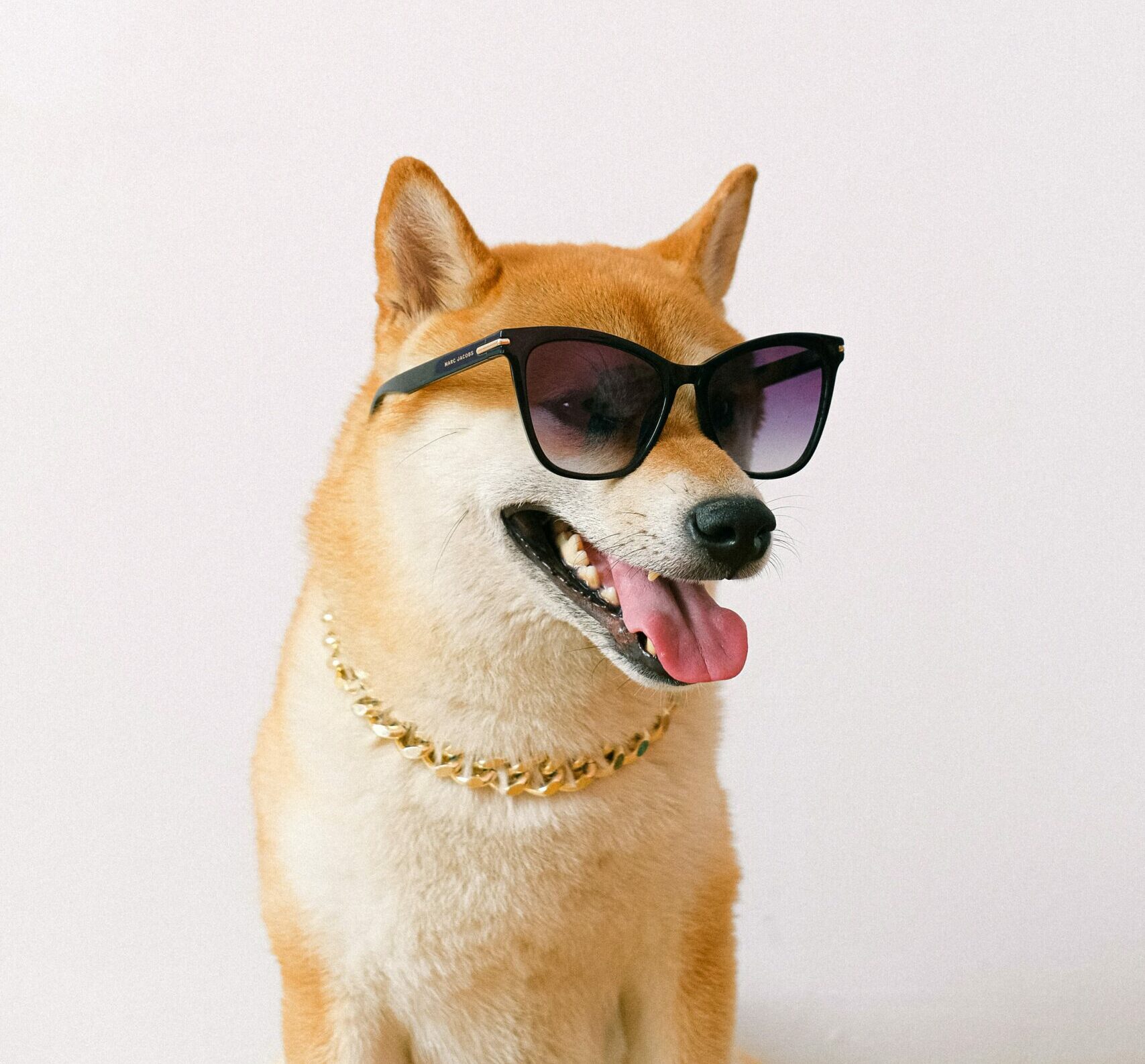 un shiba inu rou avec des lunettes de soleils et un collier en or