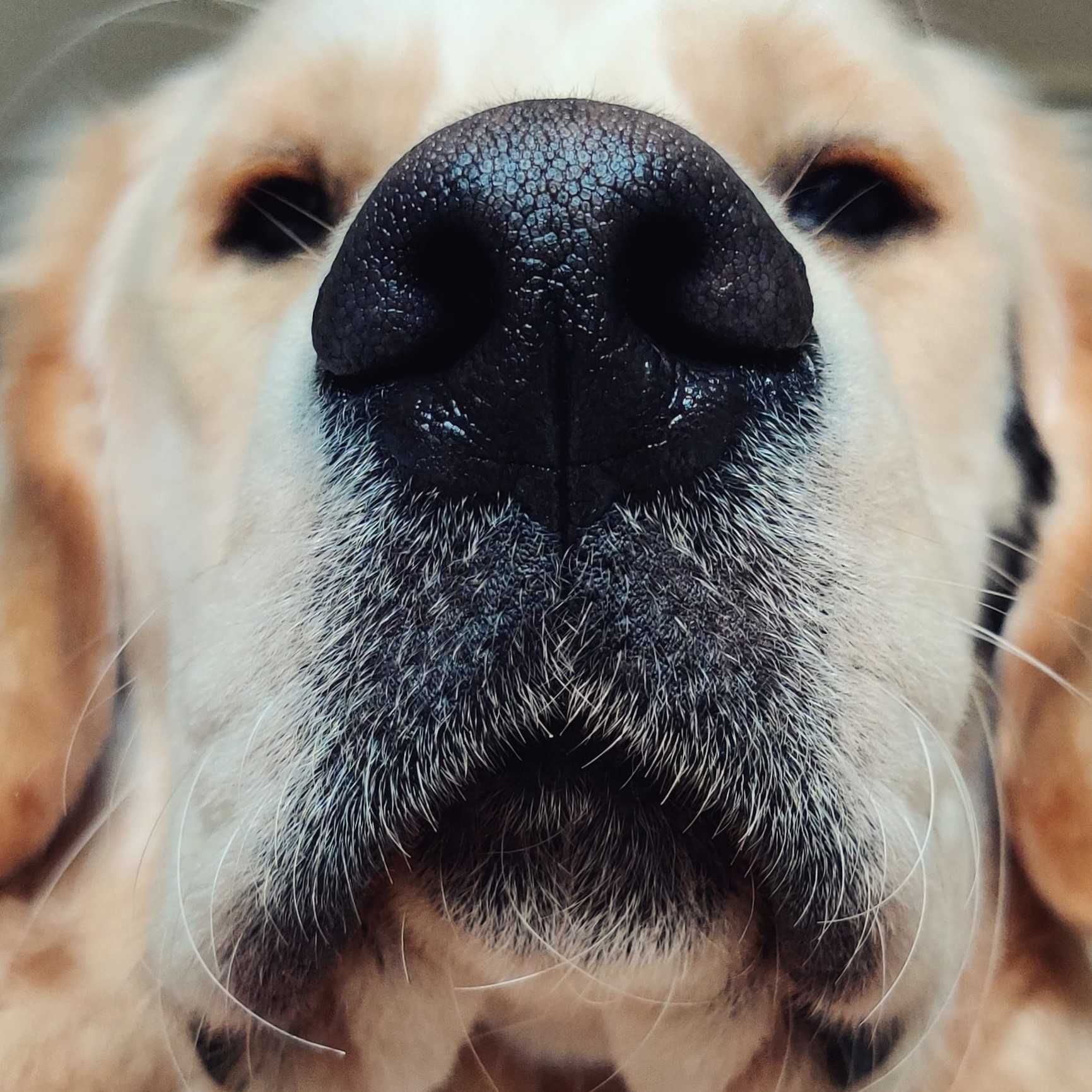 gros plan sur la truffe d'un golden retriever