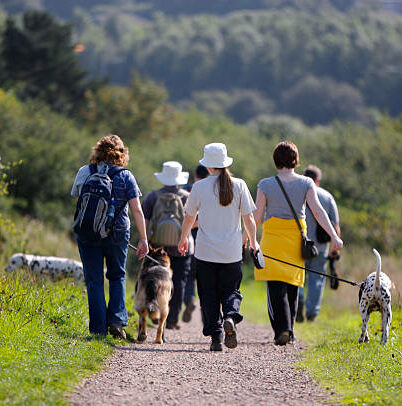 Balade collective d'un groupe de gens avec des chiens dalmatiens et berger allemand en pleine nature