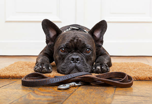 Bouledogue allongé sur un tapis d'entré devant sa laisse attendant d'être sortie