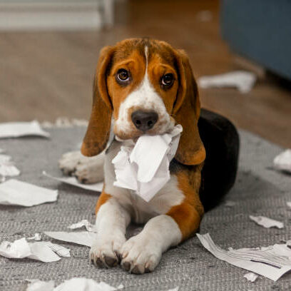 Chiot beagle allongé qui fait les yeux doux après avoir déchiré un journal