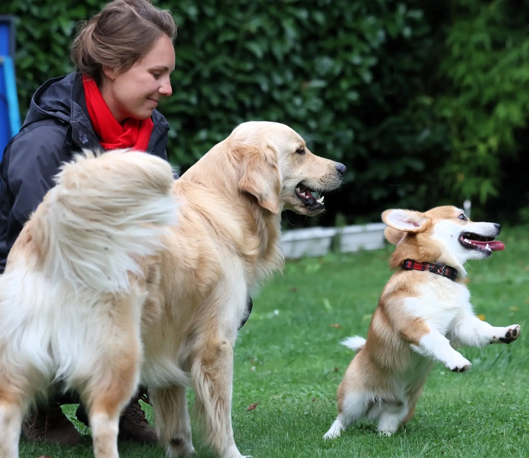 Une femme observe un Golden Retriever et un chiot Corgi jouant joyeusement sur une pelouse verte.