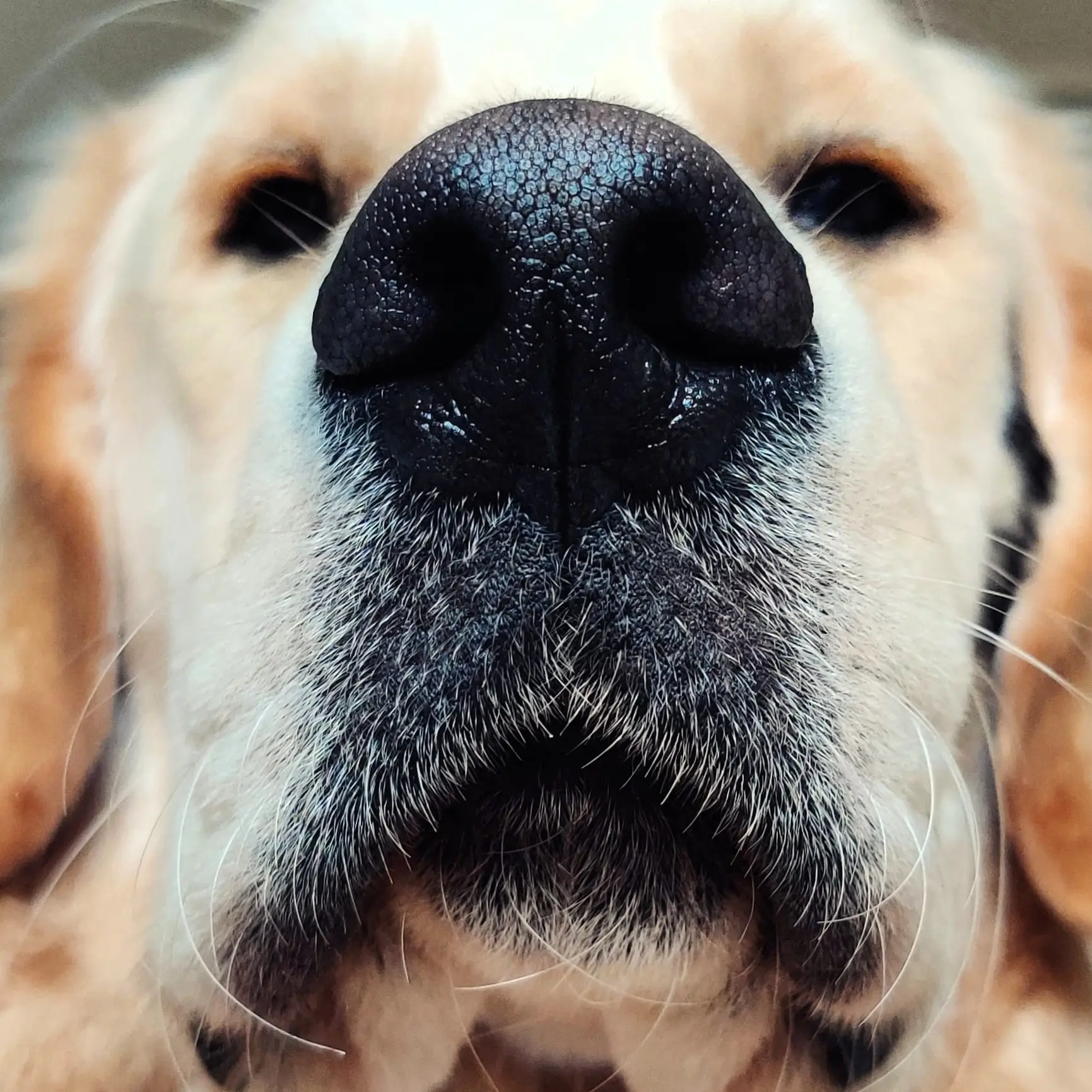Gros plan humoristique sur la truffe noire d'un Golden Retriever regardant l'objectif de très près.