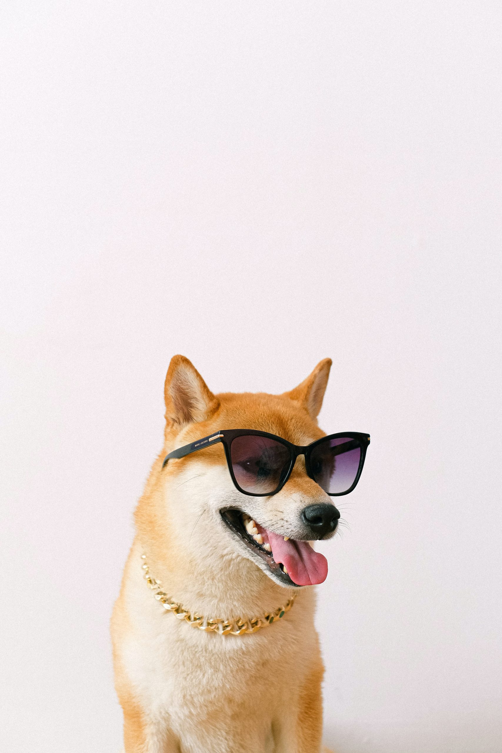 Chien Shiba Inu roux portant des lunettes de soleil noires et une chaîne dorée sur un fond blanc rosé.