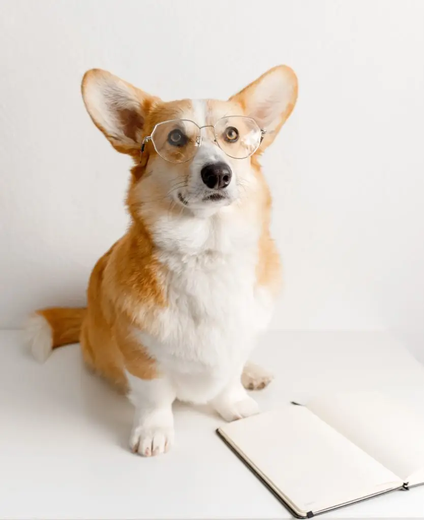 Corgi à lunettes assis devant un carnet ouvert sur un fond blanc épuré.