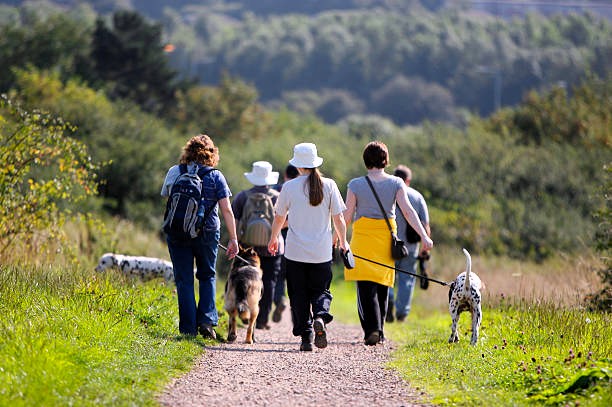 Un groupe de personnes randonnant de dos sur un sentier avec plusieurs chiens en laisse, dont un Dalmatien et un Berger Allemand.
