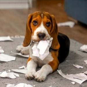 Chiot Beagle assis sur un tapis au milieu de morceaux de papier déchirés, tenant un bout de papier dans sa gueule.