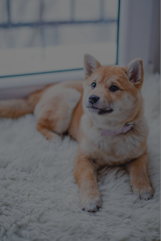 Chiot